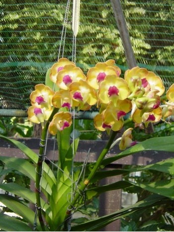 Ванда (Vanda Somsri Sunlight) Ванда (Vanda Somsri Sunlight)